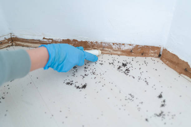 Best Local Pest Control Services  in Barbourmeade, KY