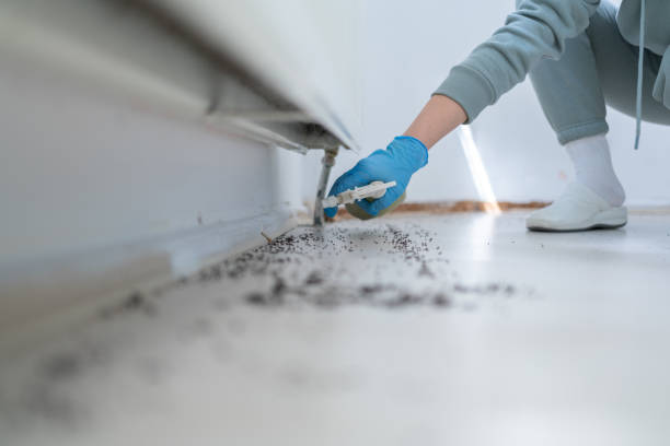 Best Wasp Removal Services  in Barbourmeade, KY